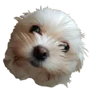 otkfurryball Discord Emoji