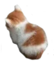 angy