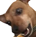 dgg2