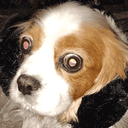 :FTGPdogggo: Discord Emote