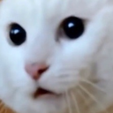 RGCatWTF Discord emoji