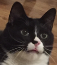 :mike: Discord Emote