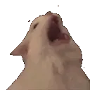 meoOOOOOOW