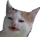 VSRATIYcatPEPESTAN