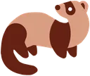 ferret ferret