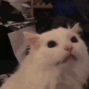 KU_CatScream Discord emoji