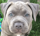 hardendog Discord emoji