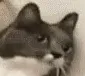 CatNani