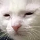 catSquint