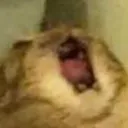 catscream catscream