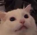 __