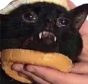 catsammich