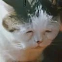 Catastrophe_CringeBro