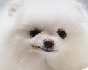 shinkuskeptical