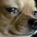 y_SadDog Discord Emoji