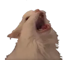 yellcat