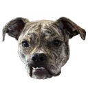annadoggoellie Discord emoji