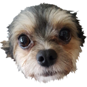 otkfurryball2 Discord emoji