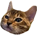 MateoEw