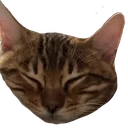MateoSnooze