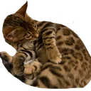 MateoCircle