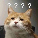 :CAT_wtfcat: Discord Emote
