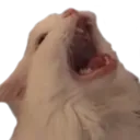 Cat_scream