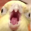 Birbscrem Discord Emoji