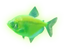 glo_fish glo_fish