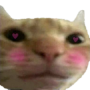 :CatBlush: Discord Emote