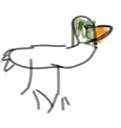 duck duck