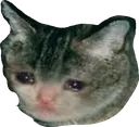 sadcat2