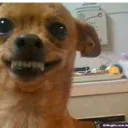 happy_chihuahua Discord Emoji