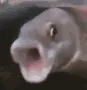 pogfish