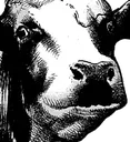 moo