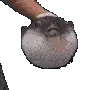 fishcarrot