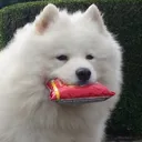 chipdog