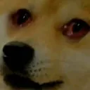 dogpilled dogpilled