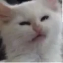 bruhPuss