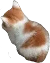 amgery