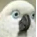 popug