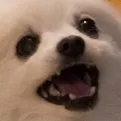HappyDoge