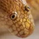 SnakesSad