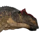 Maiallosaurus
