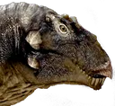 Psittacorex