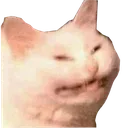 Catto