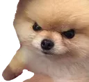 grr