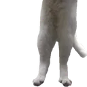 ngcat