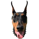 dobermaj