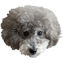 majfurryball Discord emoji